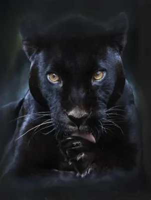 Черная пантера кошка - 73 фото
