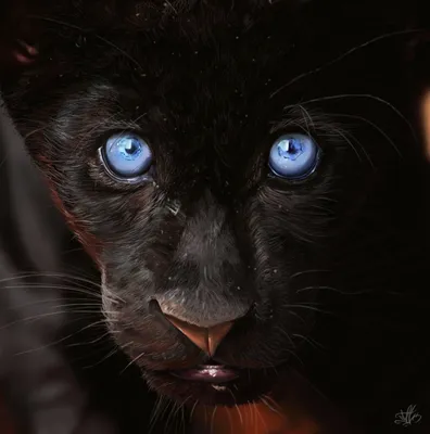Черная кошка с синими глазами | Смотреть 43 фото бесплатно