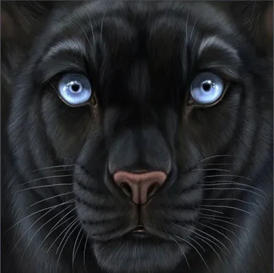 Черная пантера с голубыми глазами - 35 фото
