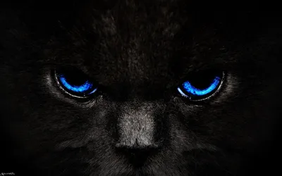 черные голубые Darked глаза смотрят на женщину пантеры состава Стоковое  Фото - изображение насчитывающей деталь, кот: 19920658