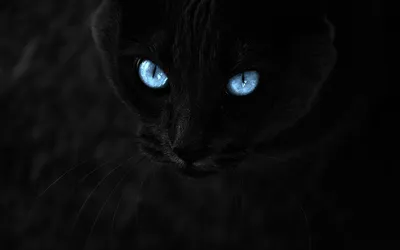 Чёрная пантера с голубыми глазами | Обои для телефона