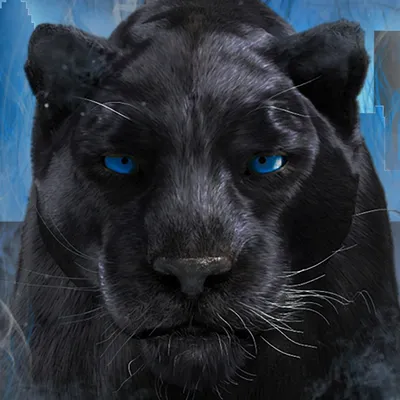 Пантера с голубыми глазами - 86 фото