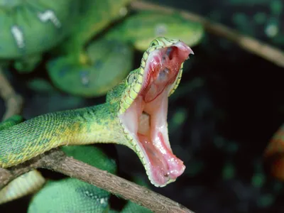 Картинка Пасть змеи » Змеи » Животные » Картинки 24 - скачать картинки  бесплатно