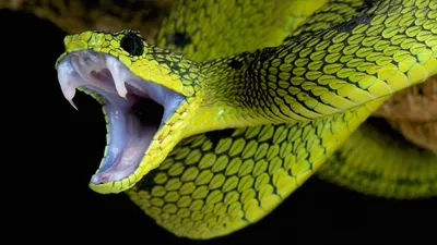 Картинки ядовитых змей (50 фото) - 50 фото
