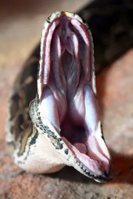 Пасть змеи - 29 фото: смотреть онлайн