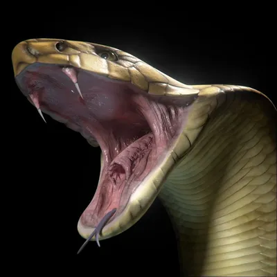 Змея с открытым ртом (50 фото)