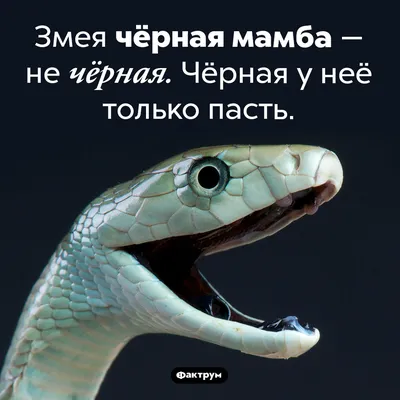 Как питоны проглатывают людей и крупных животных - Hi-News.ru