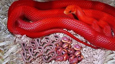 Можно ли брать ядовитую змею голыми руками?