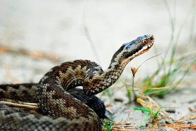 Болезни змей и амфибий - Ветеринарный центр Природа