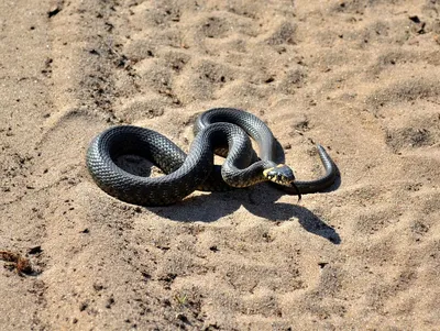 Змея черная мамба: как выглядит, где обитает и как действует ее яд | Вокруг  Света