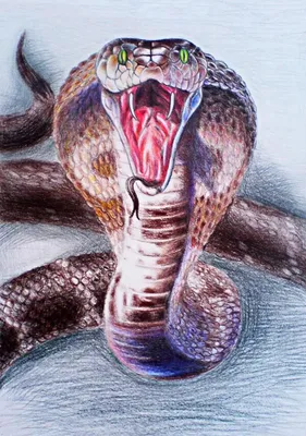 Пасть змеи рисунок - 65 фото