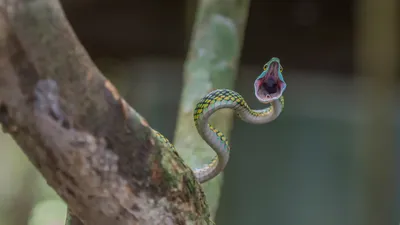 Почему змея зевает? - Наука-культура