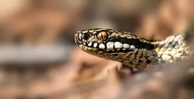 Гекконы спасли товарища из пасти змеи: видео — Живой уголок он-лайн