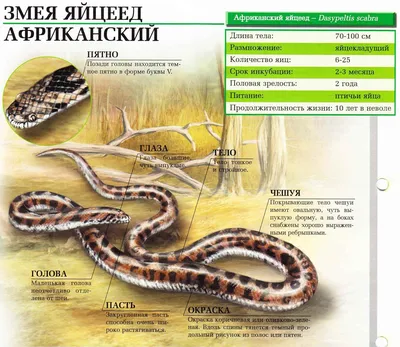 Богиня Апи из Тольятти: не боится змей и ловит их голыми руками