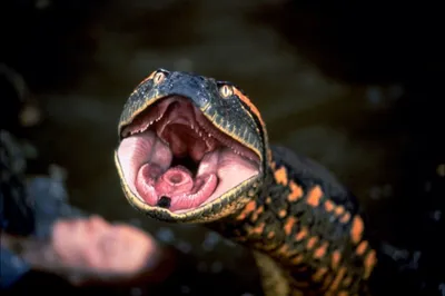 Самарцам показали, как облизываются змеи и что едят игуаны – Новости Самары  и Самарской области – ГТРК Самара