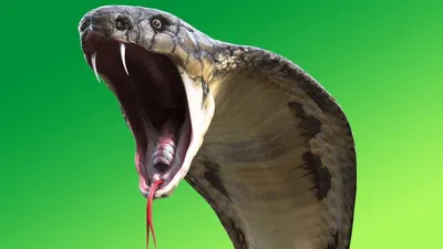 Открытая пасть змеи | Смотреть 12 фото бесплатно
