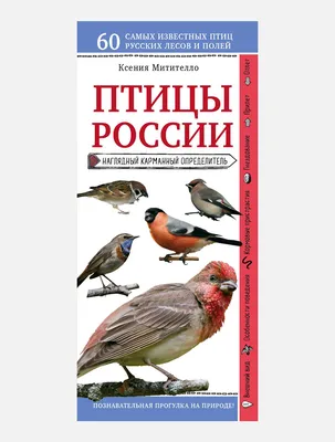 Чиж или зяблик: 10 увлекательных книг про птиц для детей – Афиша