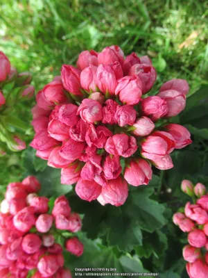 Tulip-Flowered Geranium pelargonium 'Red Pandora' | Geraniums, Tulips  flowers, Geranium flower