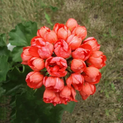 10 Samen Red Pandora Zonal Geranium Mehrjährige duftende Tulpe Pelargonium...  | eBay