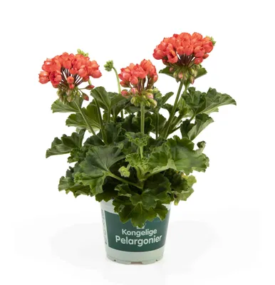 Pelargonium Royal - Red Pandora - Bygrowers®