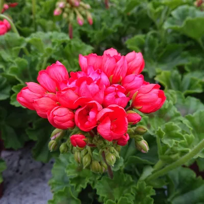 Pelargonium zonale 'Rød Pandora' (Special Pelargonie) - Lundagers Gartneri