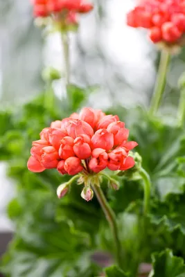 Tulpanpelargon 'Red Pandora'