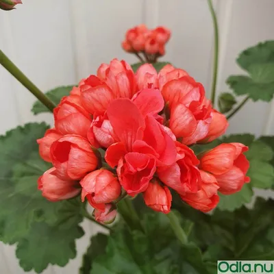 Köp Tulpanblommande pelargon 'Red Pandora' Stickling i 9cm | Odla.nu