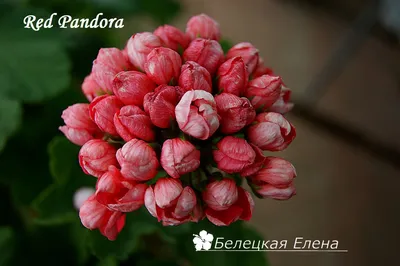 Купить тюльпановидую пеларгонию Red Pandora на сайте All My Flowers