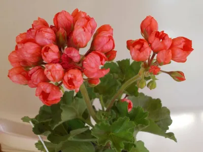 10 Samen Red Pandora Zonal Geranium Mehrjährige duftende Tulpe Pelargonium...  | eBay