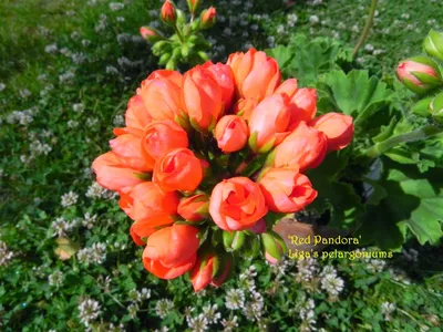 Lìga's pelargoniums.: 'Red Pandora'