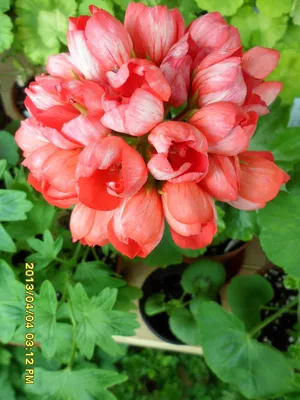 Red Pandora | Flowers, Geraniums, Plants