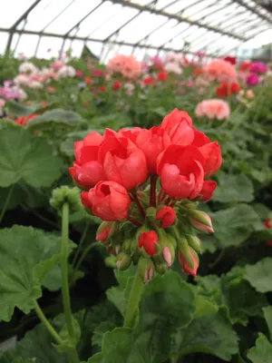 Fibrex Nurseries on Twitter: \"Good morning 😊 As it's almost tulip time..  Here's 'Red Pandora' a Tulip Zonal Pelargonium https://t.co/Q3pGbFXSUU\" /  Twitter