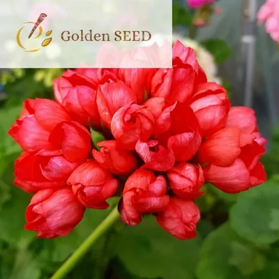 10 Samen Red Pandora Zonal Geranium Mehrjährige duftende Tulpe Pelargonium...  | eBay