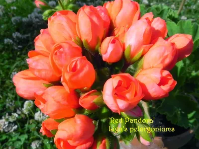 Lìga's pelargoniums.: 'Red Pandora'