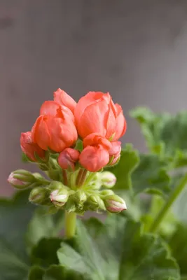 Tulpanpelargon 'Red Pandora' | Blomsterfrämjandet