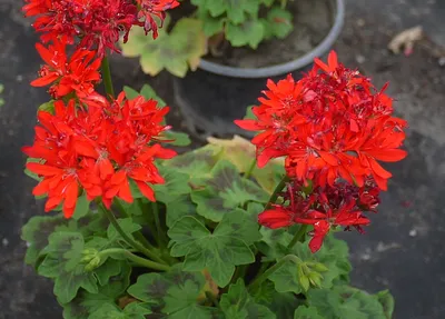 Коллекции растений ЦСБС СО РАН - Pelargonium zonale (L.) L'Hér. cv.Chine –  Пеларгония зональная cv.Chine