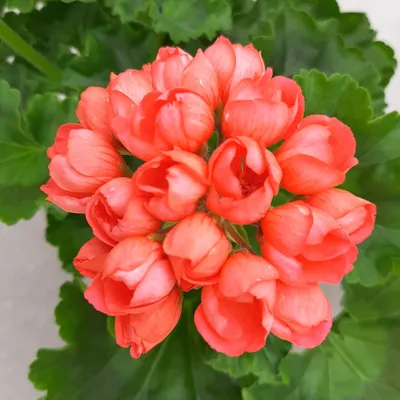 Tulppaanipelargonia 'Red Pandora' p12 - Viherkauppa