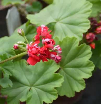 Коллекции растений ЦСБС СО РАН - Pelargonium zonale (L.) L'Hér. cv.Pink  Rambler – Пеларгония зональная cv.Pink Rambler