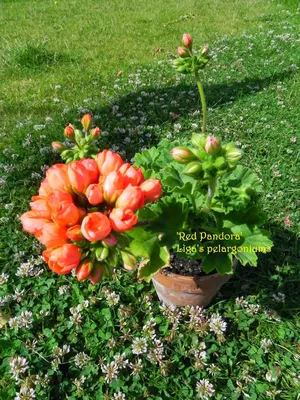 Lìga's pelargoniums.: 'Red Pandora'