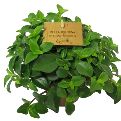 Пеперомия перескиелистная - Peperomia pereskiifolia D14 H30