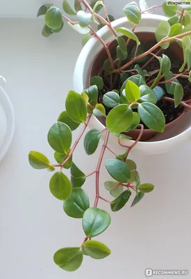 Пеперомия магнолиелистная (Peperomia magnoliaefolia) - «Неприхотлива в  уходе. Хорошо пьет воду летом, любит опрыскивание. Не займет много места в  интерьере.» | отзывы