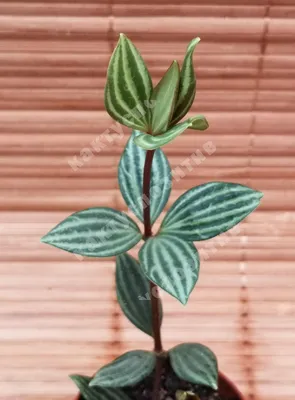 Peperomia pereskiifolia - Продажа кактусов и суккулентов. Интернет магазин  Кактуспозитив |