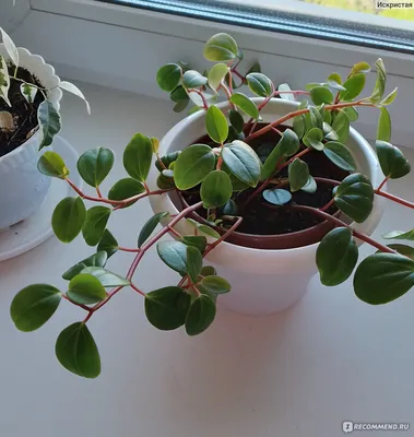 Пеперомия магнолиелистная (Peperomia magnoliaefolia) - «Неприхотлива в  уходе. Хорошо пьет воду летом, любит опрыскивание. Не займет много места в  интерьере.» | отзывы