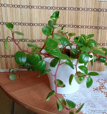 Пеперомия магнолиелистная (Peperomia magnoliaefolia) - «Неприхотлива в  уходе. Хорошо пьет воду летом, любит опрыскивание. Не займет много места в  интерьере.» | отзывы