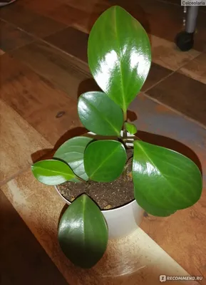 Пеперомия магнолиелистная (Peperomia magnoliaefolia) - «Эффектное растение,  не требующее никакого особенного ухода» | отзывы