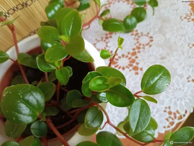 Пеперомия магнолиелистная (Peperomia magnoliaefolia) - «Неприхотлива в  уходе. Хорошо пьет воду летом, любит опрыскивание. Не займет много места в  интерьере.» | отзывы