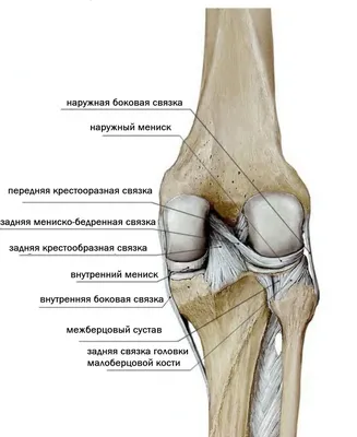 Обзор переломов (Overview of Fractures) - Травмы; отравления - Справочник  MSD Профессиональная версия