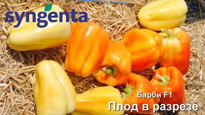 Перец раннеспелый: лучшие представители вида | Огородники