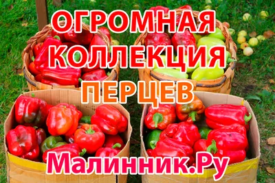 Перец \"Бонус\" описание, фото, ОТЗЫВЫ(227), семена