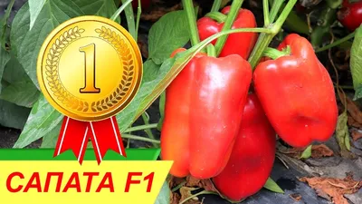 Сапата F1 - ранний, сладкий перец тип Фламинго, купить в Добрые Семена.ру